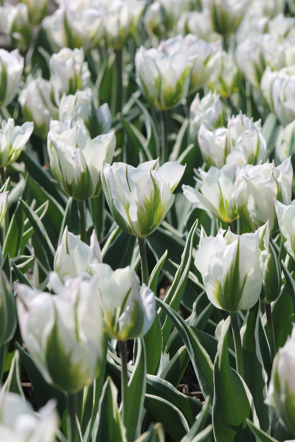 Tulipa Blushing Artist