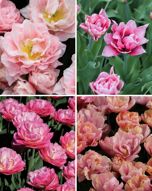 Package: La Vie en Rose