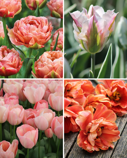 Package: Blushing Bronze