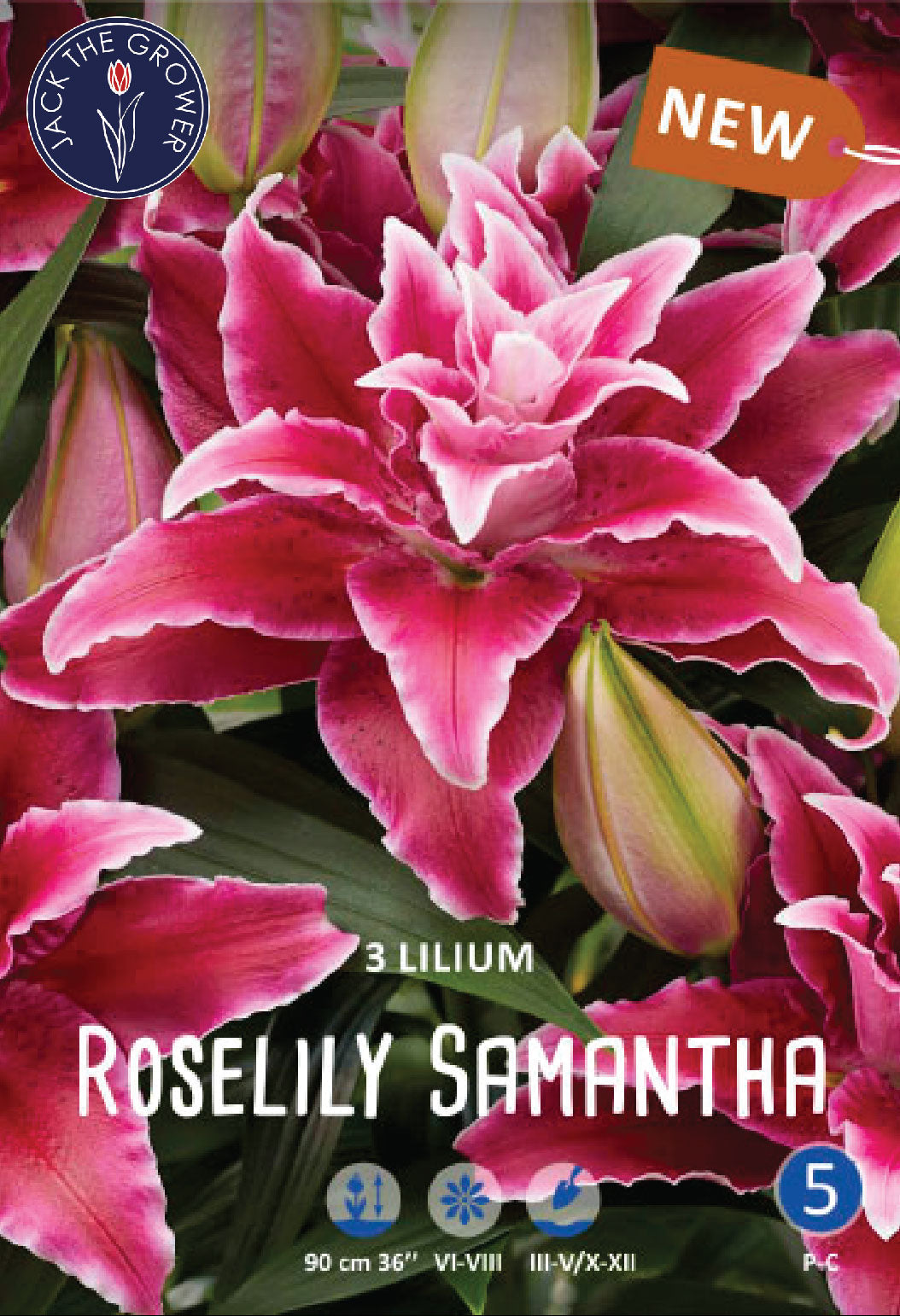 Lilium Roselily Samantha