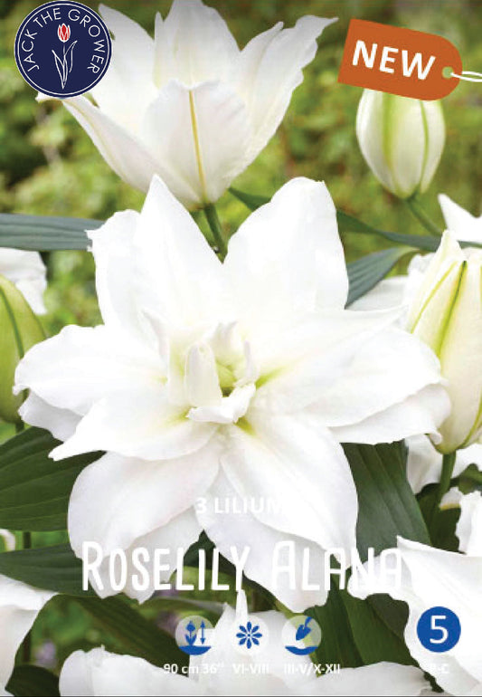 Lilium Roselily Alana