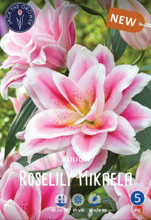 Lilium Roselily Mikaela