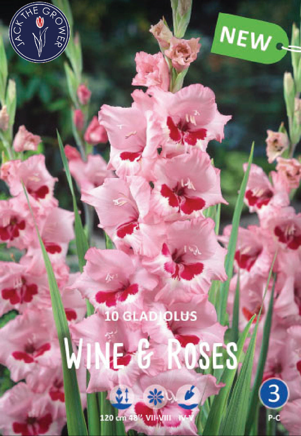 Gladiolus Wine and Roses