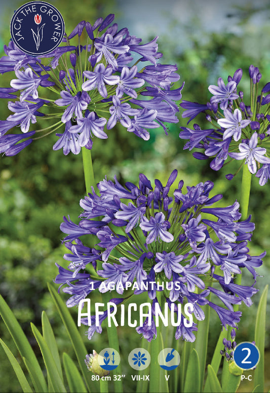 Agapanthus Africanus