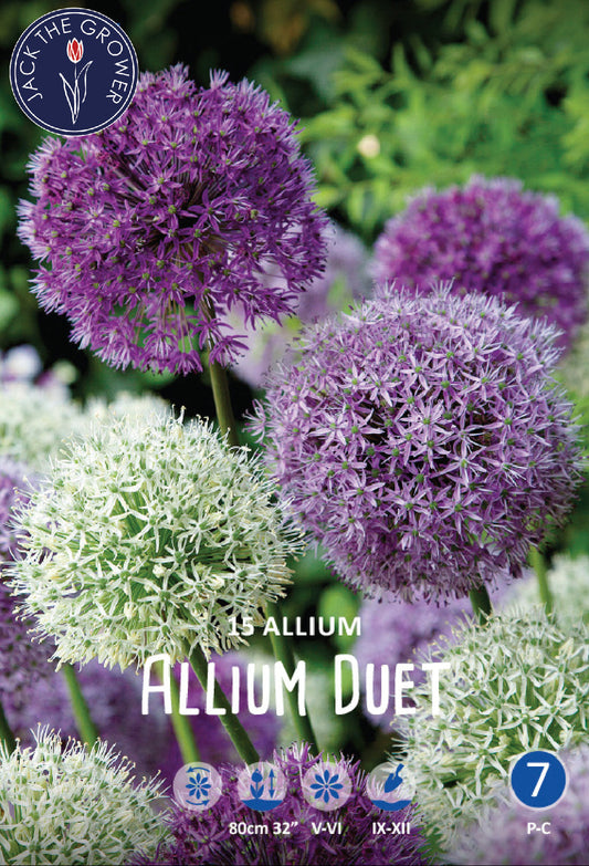 Allium Duet