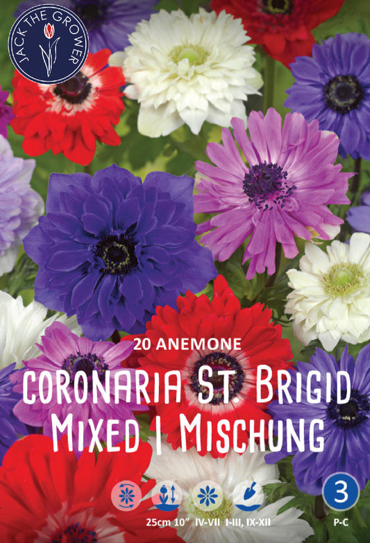 Anemone Coronaria St. Brigid