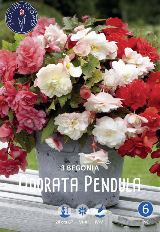 Begonia Odorata Pendula