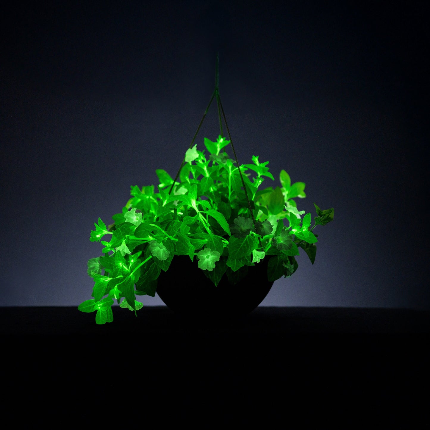 Light Bio Trial Pink Petunia Starter Plants Sets