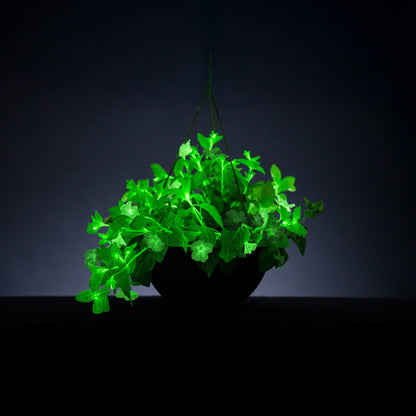 Light Bio Trial Pink Petunia Starter Plants Sets