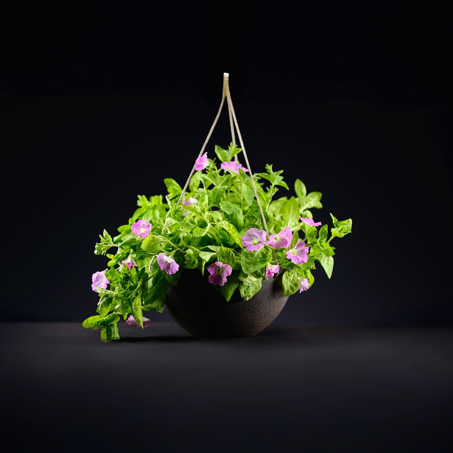 Light Bio Trial Pink & White Petunia Starter Plants Sets