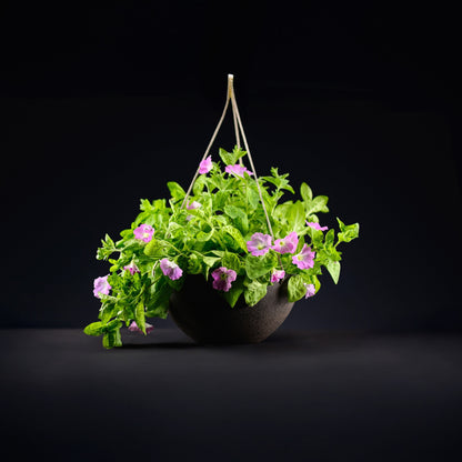 Light Bio Trial Pink & White Petunia Starter Plants Sets