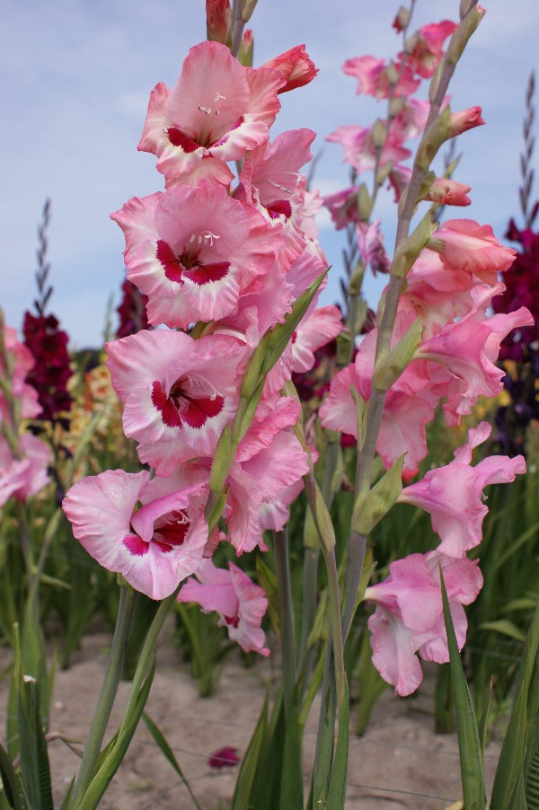 Gladiolus Wine and Roses
