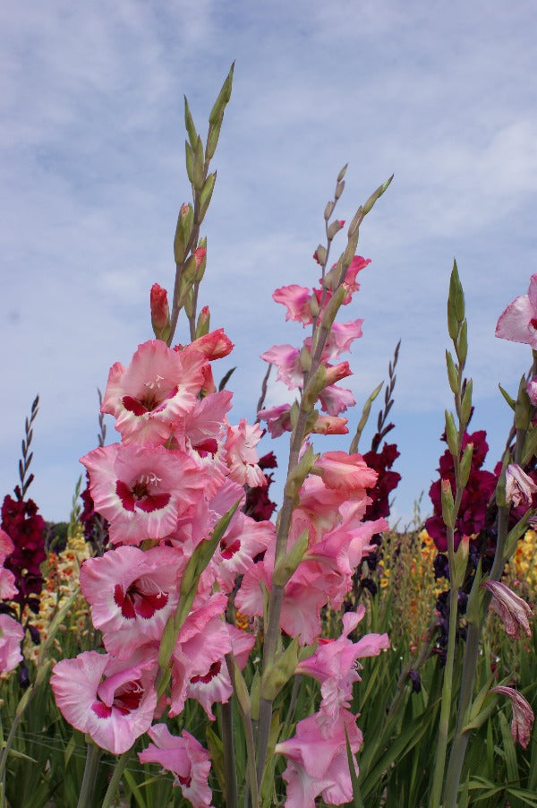 Gladiolus Wine and Roses