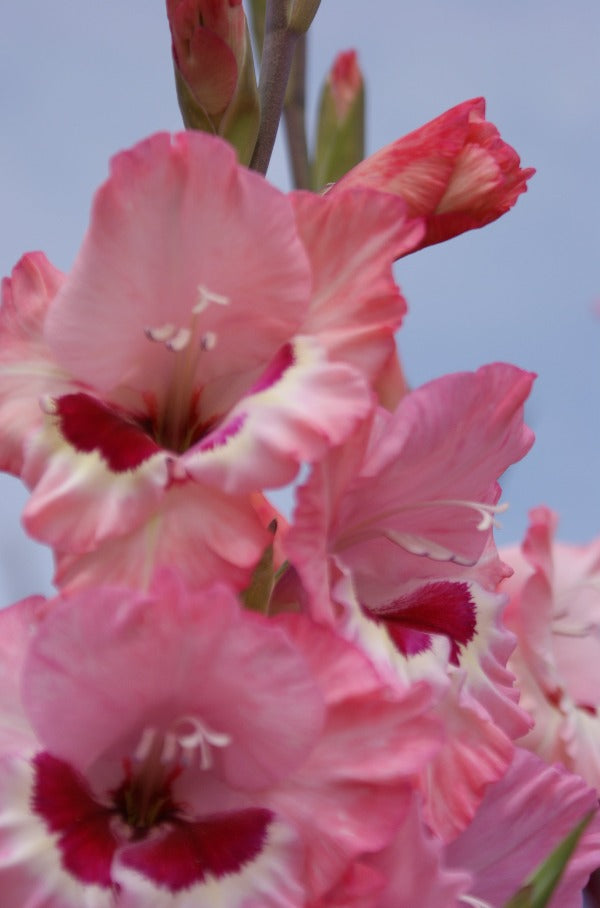 Gladiolus Wine and Roses