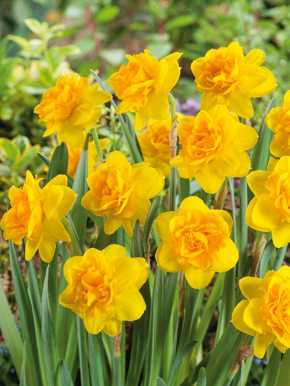 Narcissus Double Sunrise