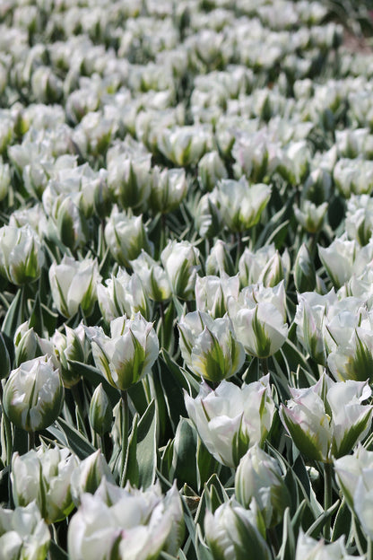 Tulipa Blushing Artist