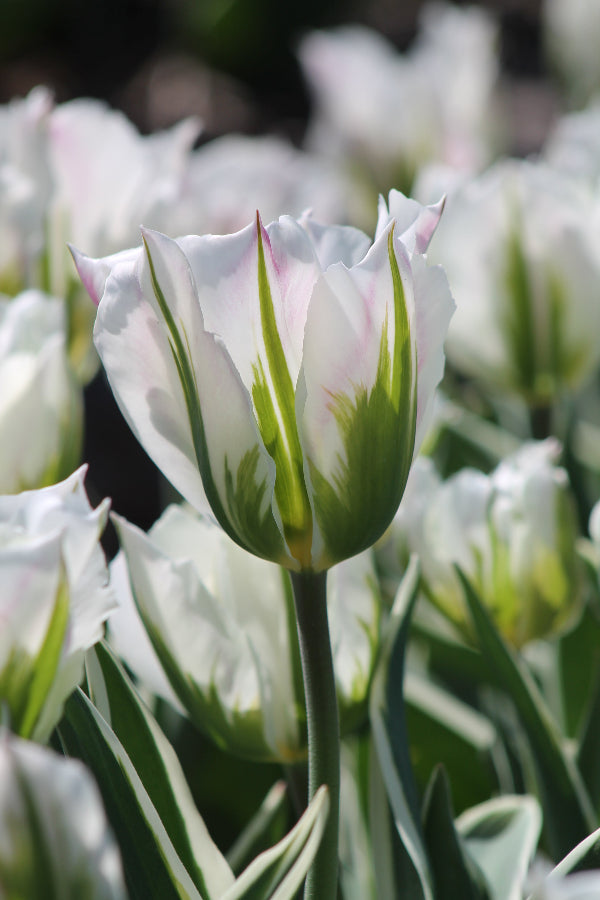 Tulipa Blushing Artist