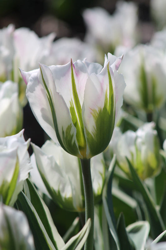 Tulipa Blushing Artist