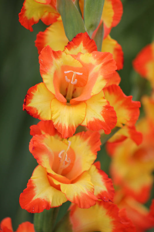 Gladiolus Princess Margaret Rose