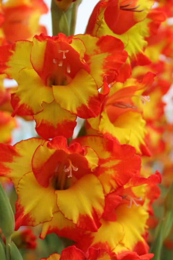 Gladiolus Princess Margaret Rose