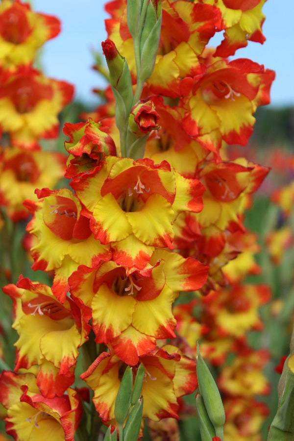 Gladiolus Princess Margaret Rose
