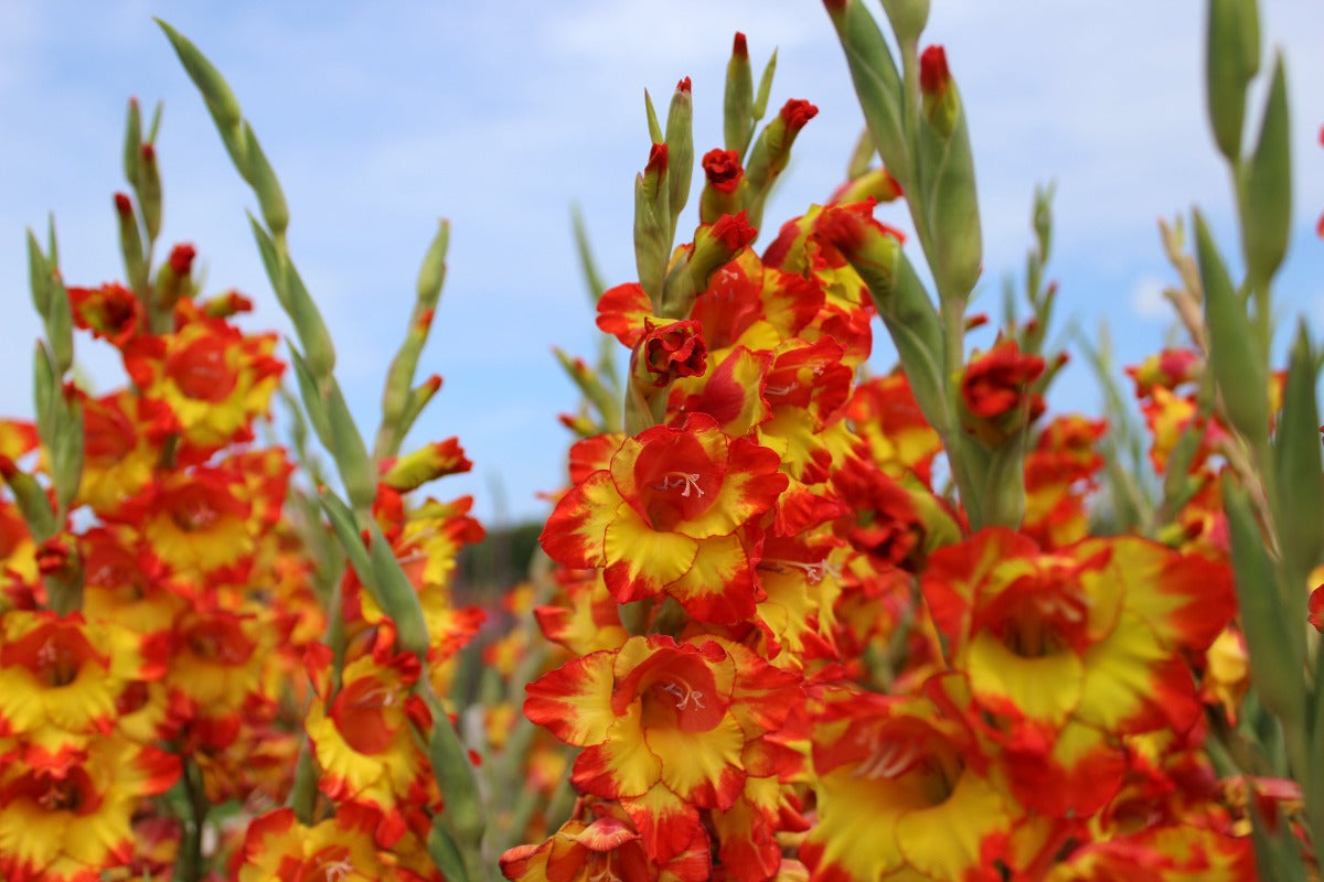 Gladiolus Princess Margaret Rose