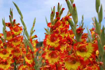 Gladiolus Princess Margaret Rose
