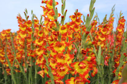 Gladiolus Princess Margaret Rose
