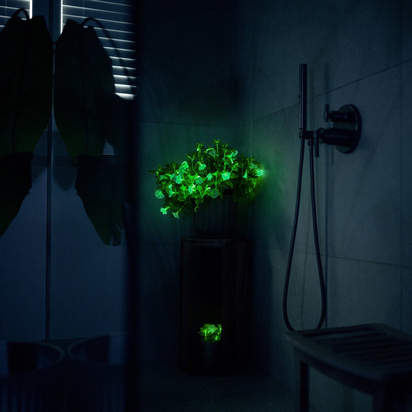 Light Bio Trial Pink & White Petunia Starter Plants Sets