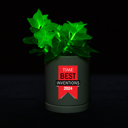 Light Bio Firefly Petunia with Ceramic Pot