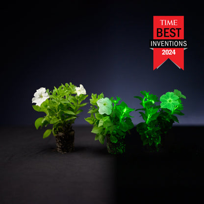Light Bio Firefly Petunia Starter Plants Sets