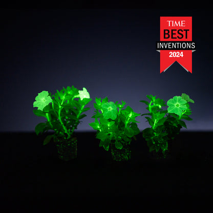 Light Bio Firefly Petunia Starter Plants Sets