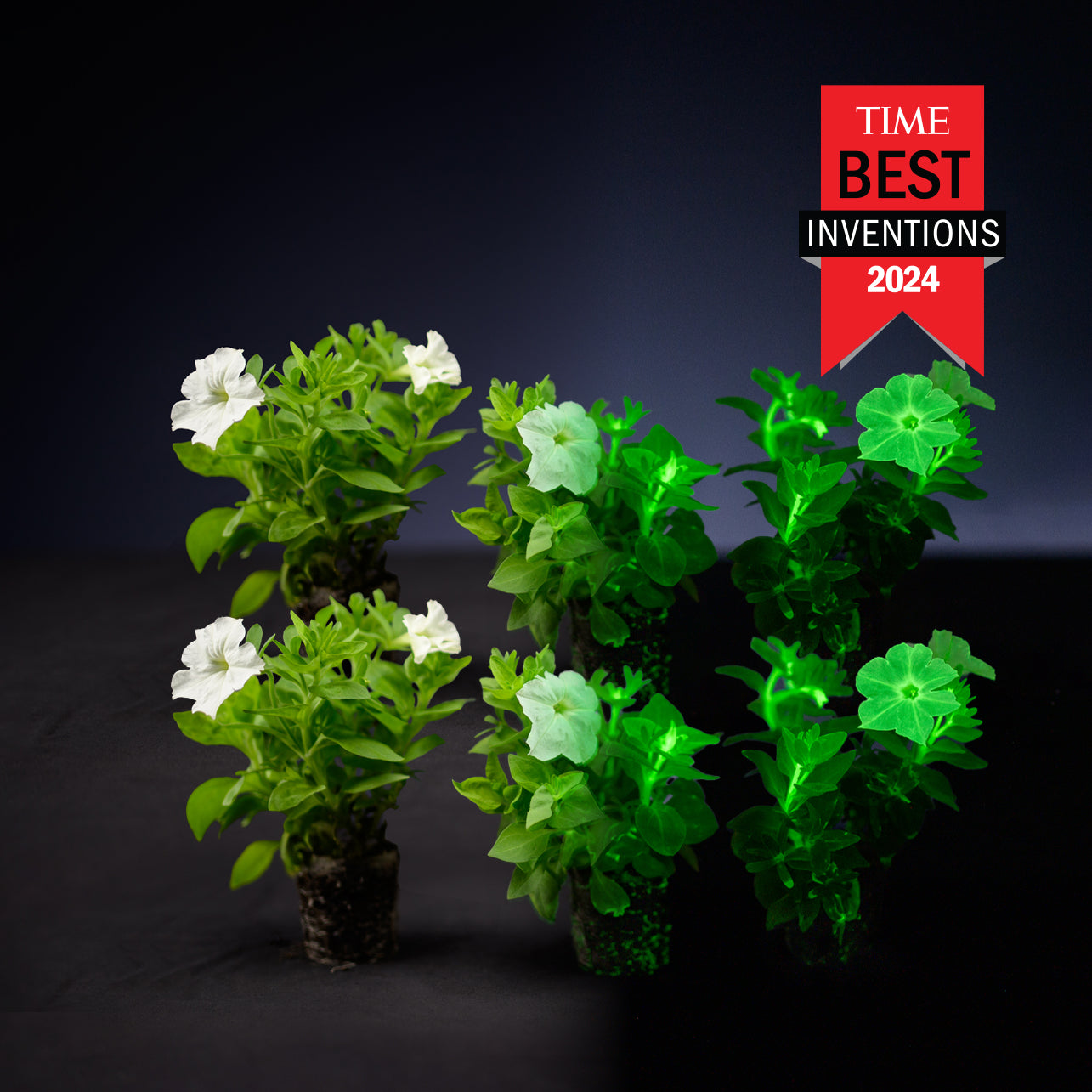 Light Bio Firefly Petunia Starter Plants Sets