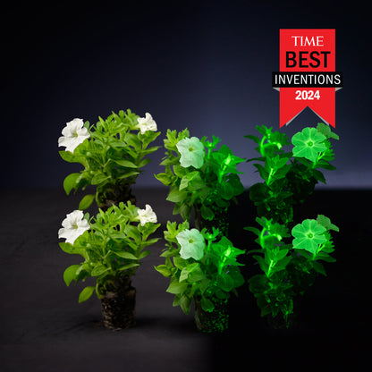 Light Bio Firefly Petunia Starter Plants Sets