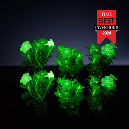 Light Bio Firefly Petunia Starter Plants Sets