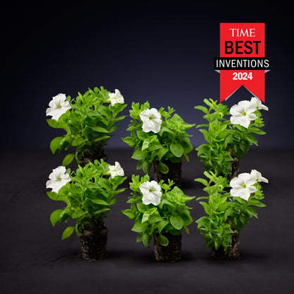 Light Bio Firefly Petunia Starter Plants Sets