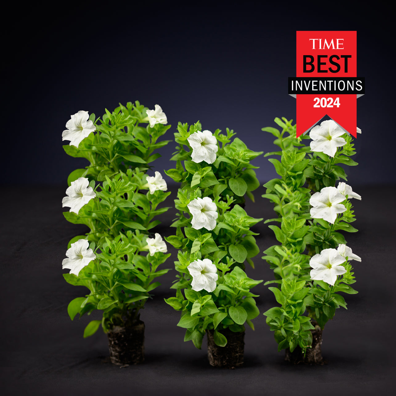Light Bio Firefly Petunia Starter Plants Sets