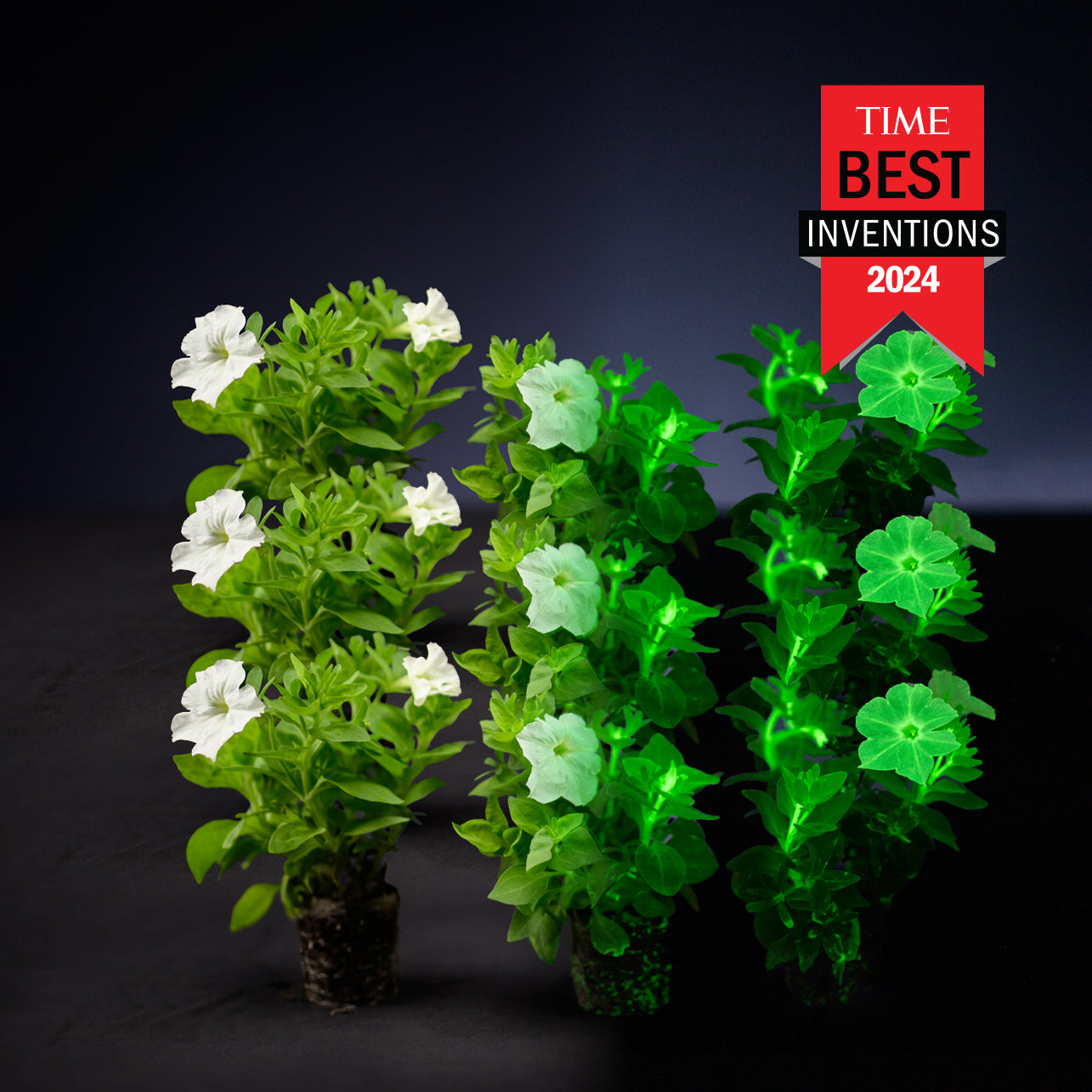 Light Bio Firefly Petunia Starter Plants Sets