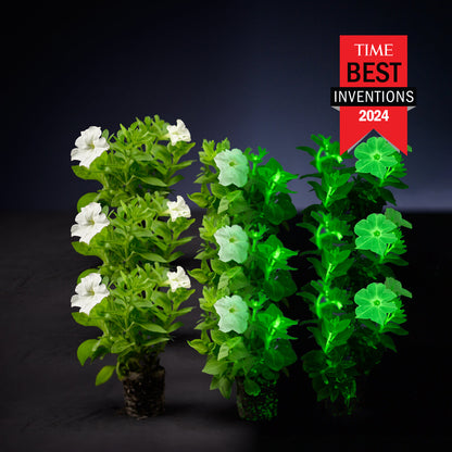 Light Bio Firefly Petunia Starter Plants Sets