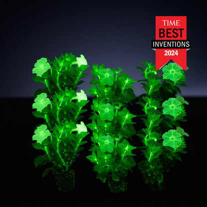 Light Bio Firefly Petunia Starter Plants Sets