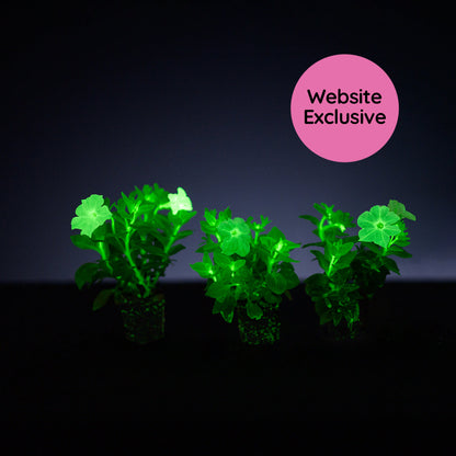 Light Bio Trial Pink Petunia Starter Plants Sets