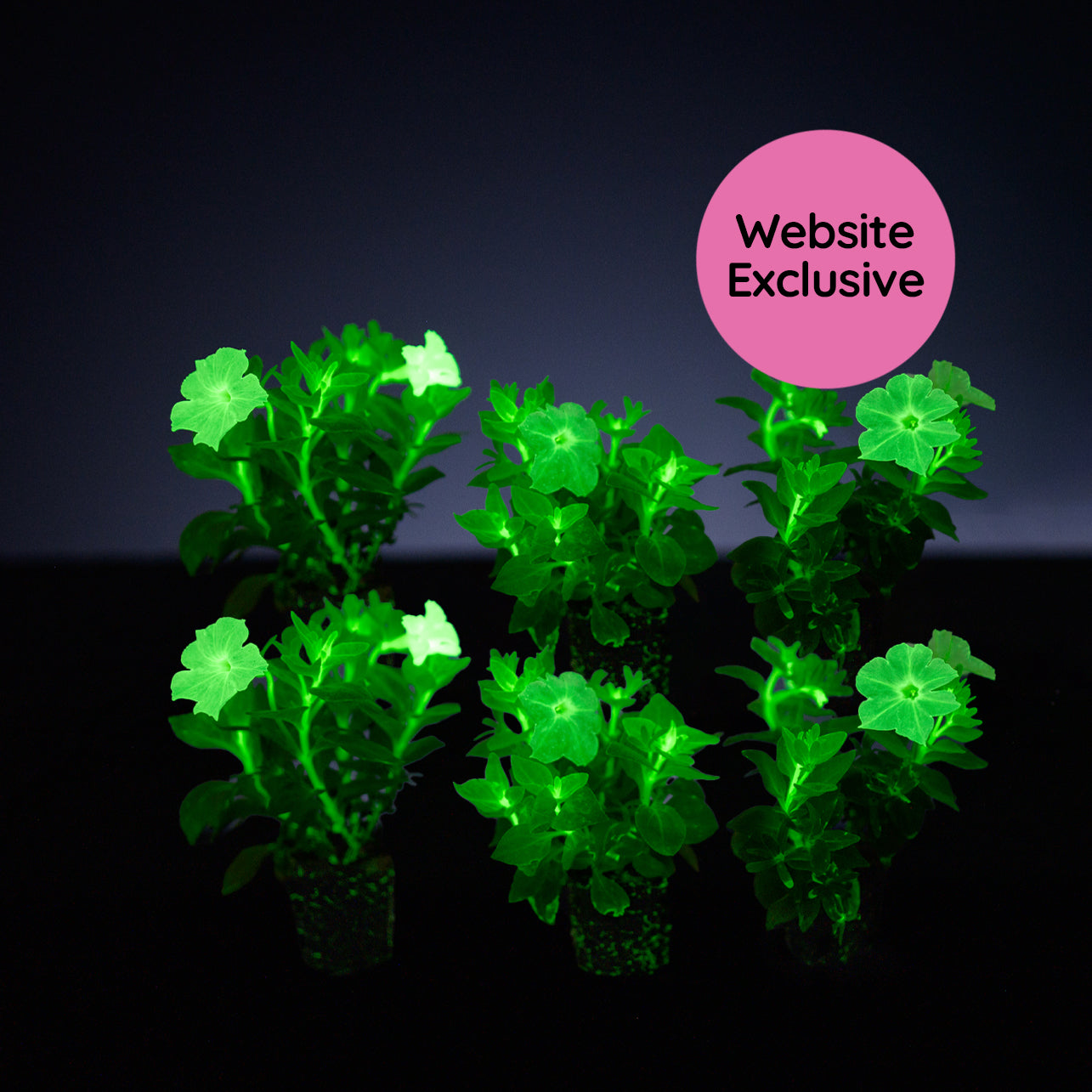 Light Bio Trial Pink & White Petunia Starter Plants Sets