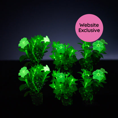 Light Bio Trial Pink & White Petunia Starter Plants Sets