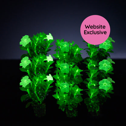 Light Bio Trial Pink & White Petunia Starter Plants Sets