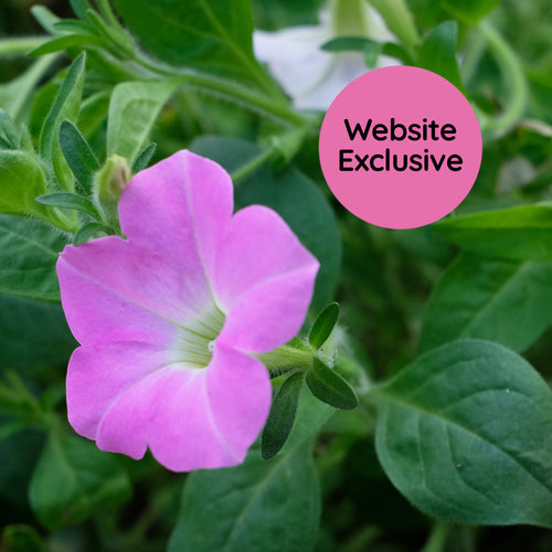 Light Bio Trial Pink Petunia Starter Plants Sets
