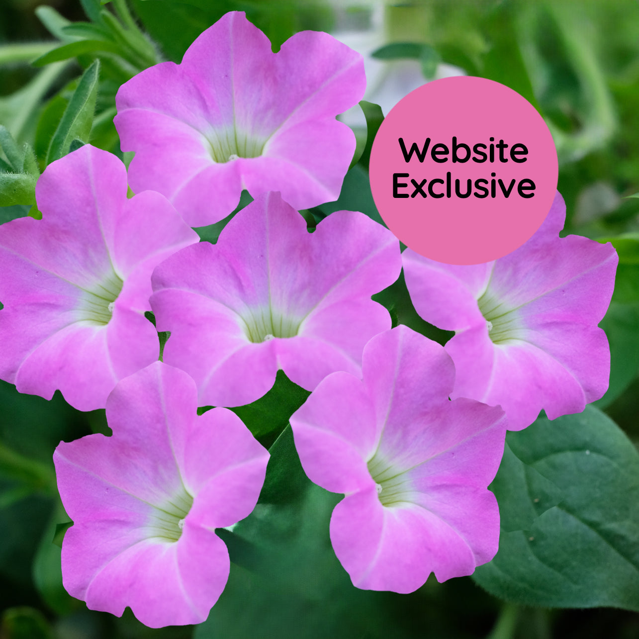 Light Bio Trial Pink Petunia Starter Plants Sets