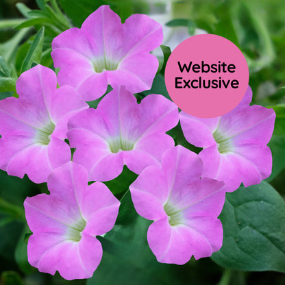 Light Bio Trial Pink Petunia Starter Plants Sets