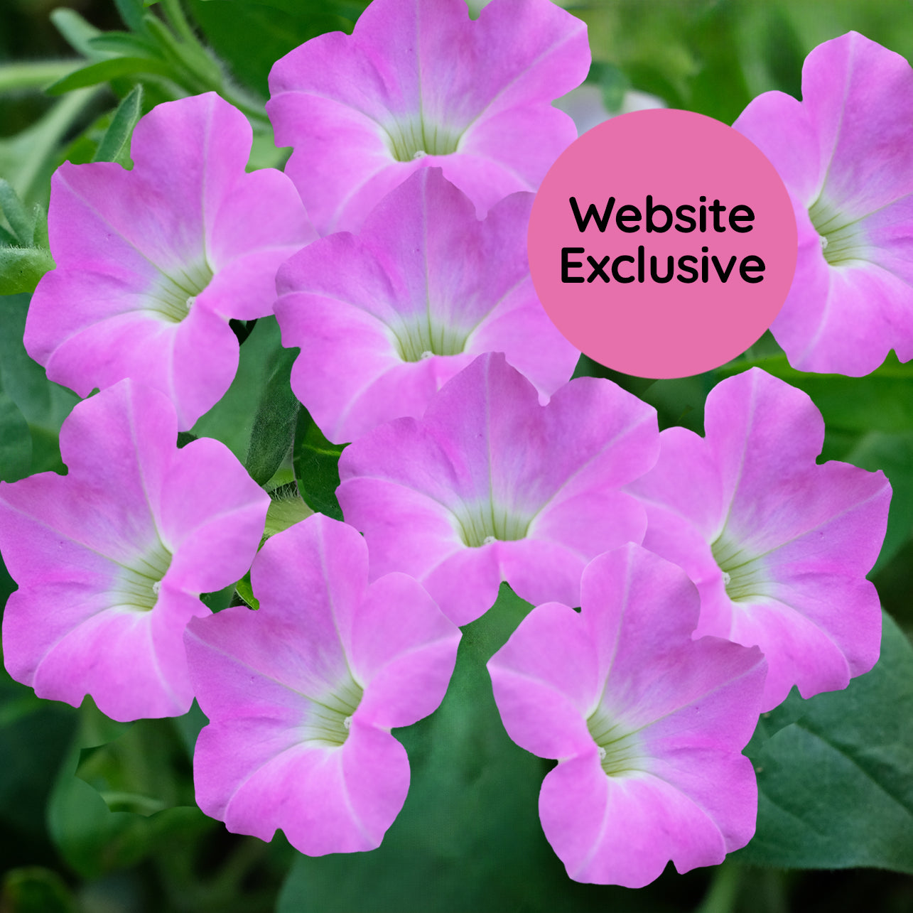 Light Bio Trial Pink Petunia Starter Plants Sets