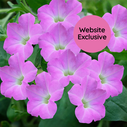 Light Bio Trial Pink Petunia Starter Plants Sets
