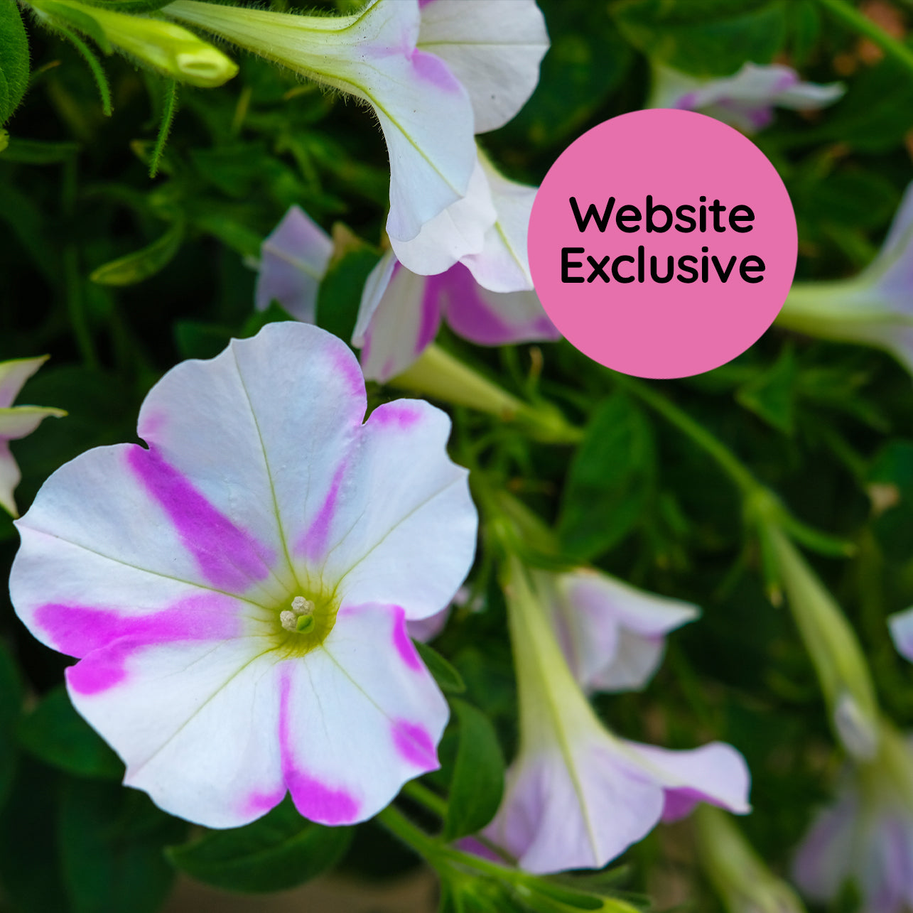 Light Bio Trial Pink & White Petunia Starter Plants Sets